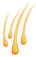 hair microcirculation illustration